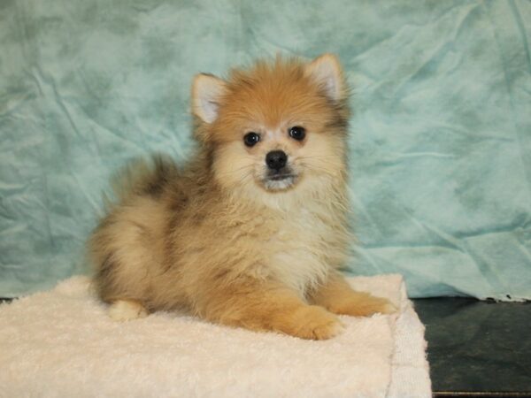 Pomsky Dog Male Chocolate merle 20834 Petland Rome, Georgia