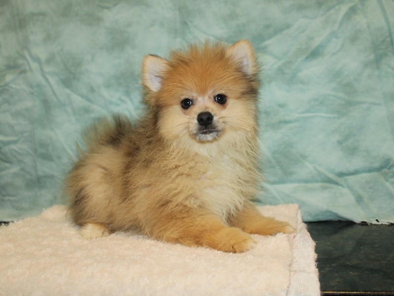 Pomsky-Male-Chocolate merle-4012236-Petland Rome
