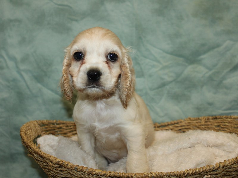 Cocker Spaniel-Male-Cream-4033022-Petland Rome