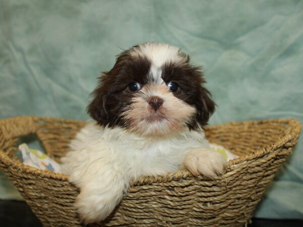 2nd Generation Teddy Bear-Dog-Male-Chocolate and white-9705-Petland Rome, Georgia