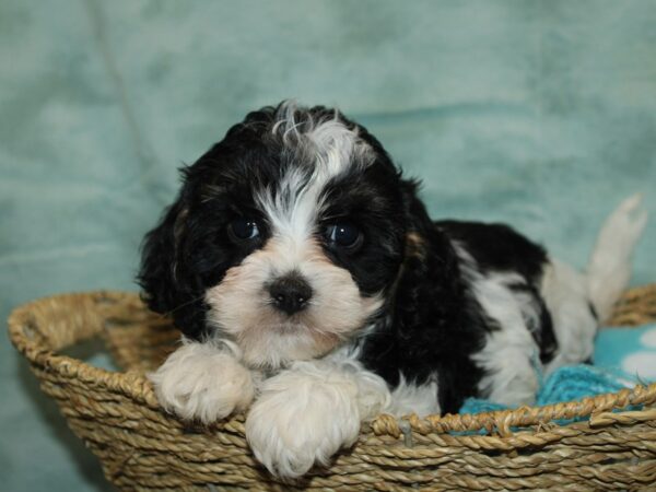 Cavachon Dog Female Tri Colored 20868 Petland Rome, Georgia