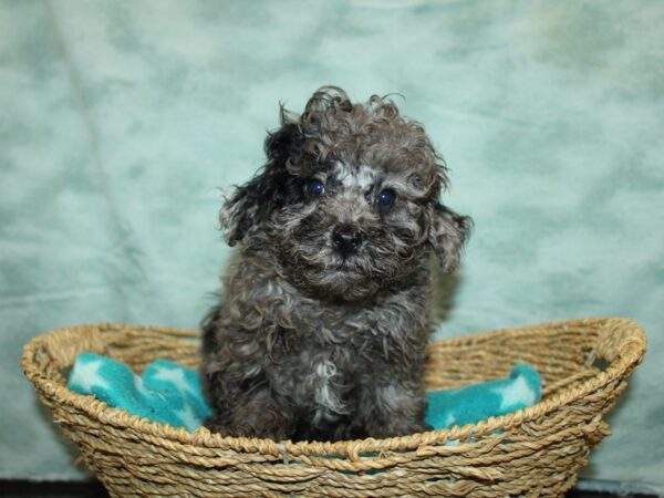 Miniature Poodle-Dog-Male-Blue Merle-9731-Petland Rome, Georgia