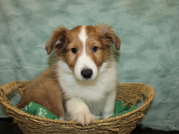 Shetland Sheepdog-DOG-Male-Sable and White-9717-Petland Rome, Georgia