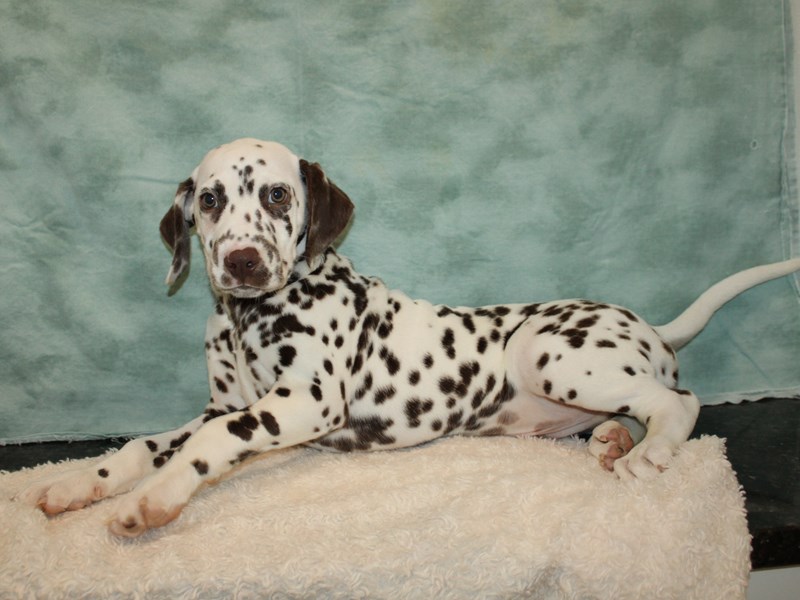 Dalmatian-Male-White and Liver Brown-4040386-Petland Rome