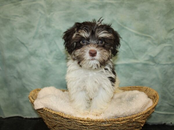 Havanese DOG Male Chocolate 20861 Petland Rome, Georgia