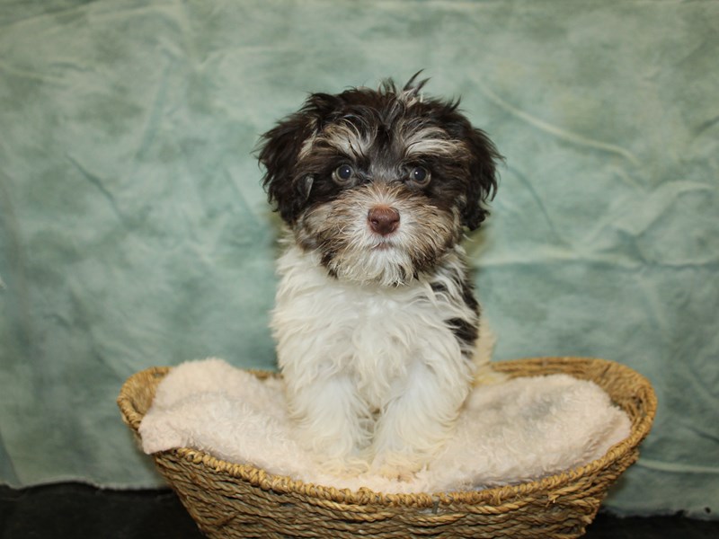 Havanese-Male-Chocolate-4038859-Petland Rome