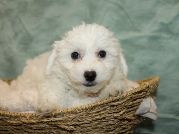 Bichon Frise-Dog-Male-White-9758-Petland Rome, Georgia