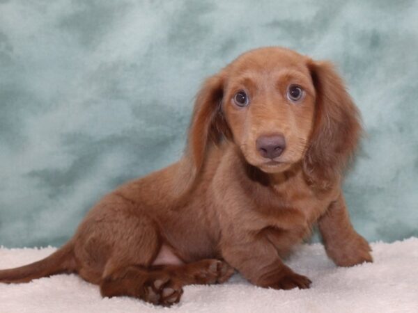 Dachshund DOG Female Isabella 9677 Petland Rome, Georgia