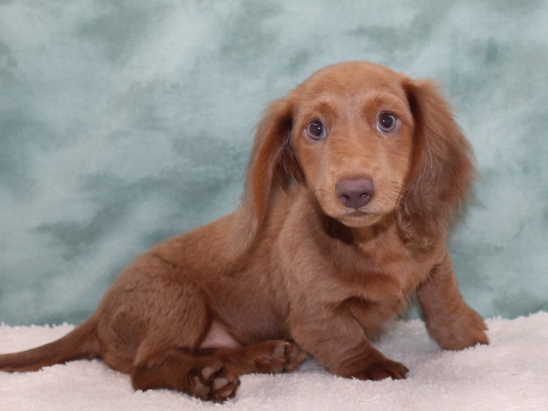 Dachshund-Female-Isabella-4001064-Petland Rome