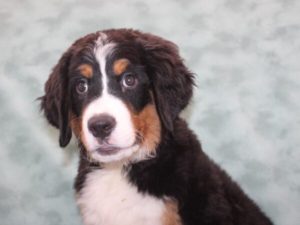 Bernese Mountain Dog DOG Female Black White / Tan 9662 Petland Rome, Georgia