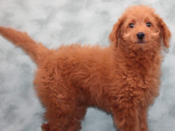 Goldendoodle Mini 2nd Gen-DOG-Female-Red-9675-Petland Rome, Georgia