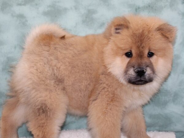 Chow Chow Dog Male Cinnamon 9692 Petland Rome, Georgia