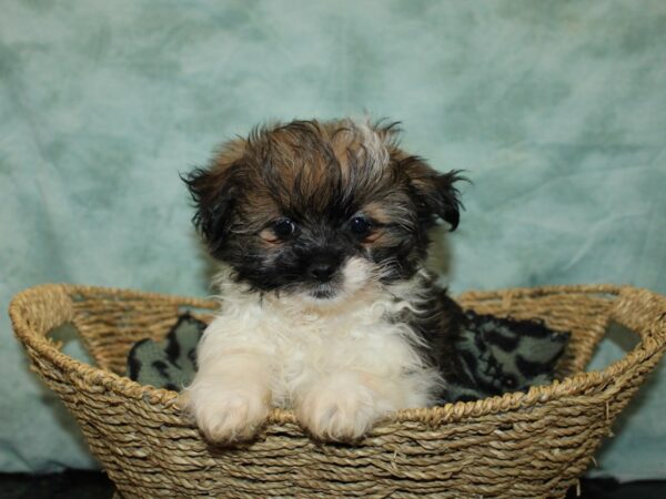 Shihpom-Dog-Female--9728-Petland Rome, Georgia