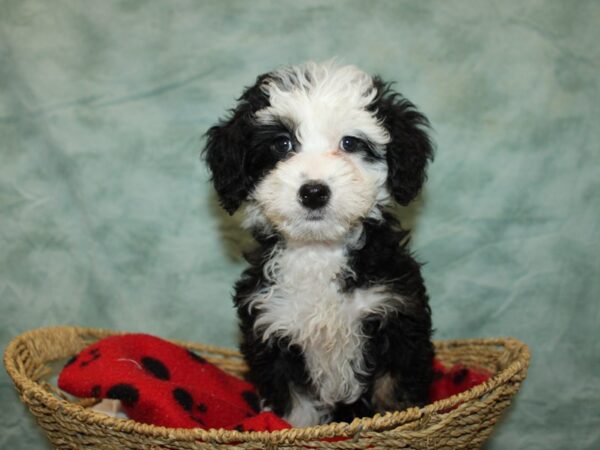 Bernedoodle Mini 2nd Gen-Dog-Female-Tri-Colored-9725-Petland Rome, Georgia