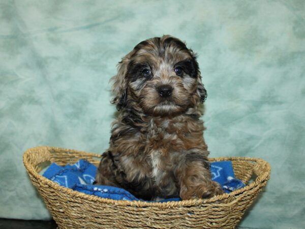 Cockadoodle-DOG-Female-Chocolate Merle-20884-Petland Rome, Georgia