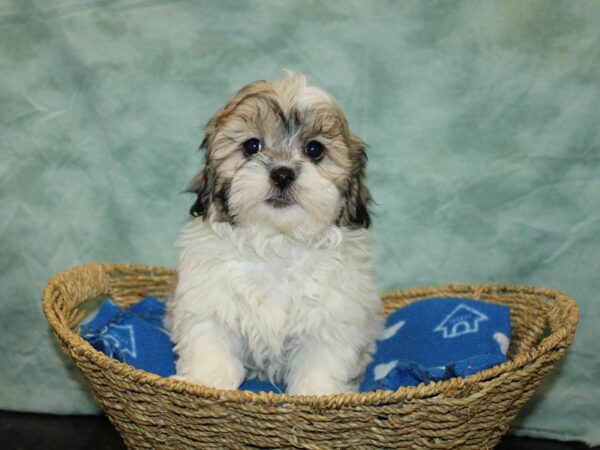 Teddy Bear-DOG-Male-Brown / White-20883-Petland Rome, Georgia