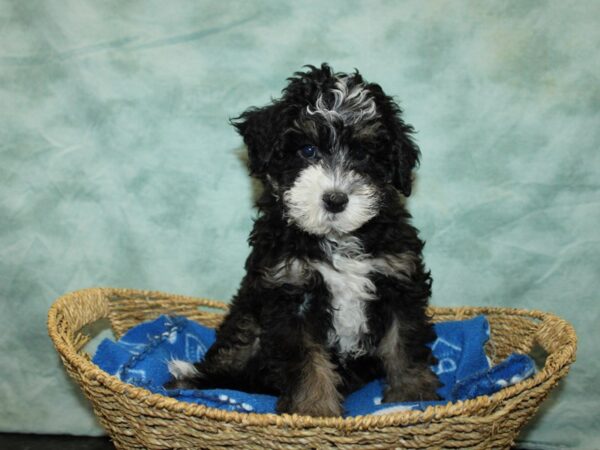 Miniature Bernedoodle 2nd Gen-Dog-Male-Tri-Colored-20885-Petland Rome, Georgia