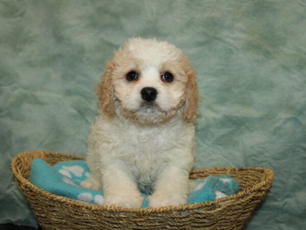 Cavachon DOG Male Blenheim 20901 Petland Rome, Georgia