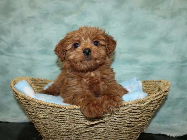 Mini Goldendoodle 2nd Gen-Dog-Female-Red-9741-Petland Rome, Georgia