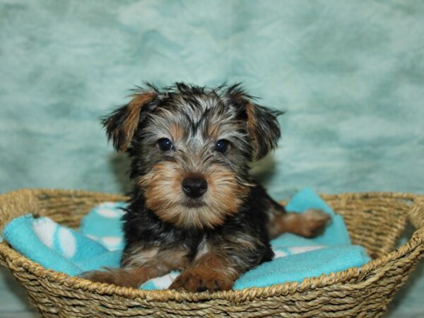 Silky Terrier DOG Male Black and Tan 20912 Petland Rome, Georgia