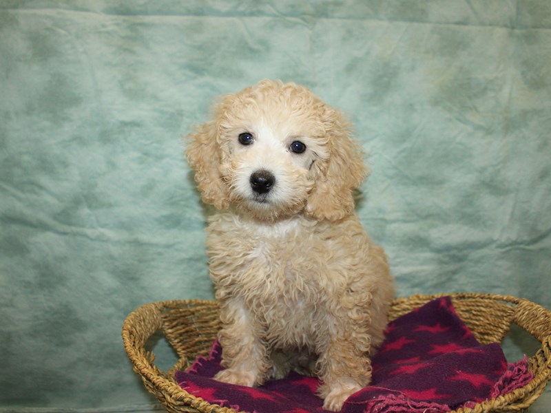 Poodle-Male-Apricot-4070015-Petland Rome