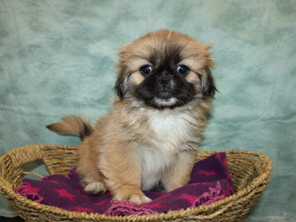 Pekingese-Dog-Female-Sable-20909-Petland Rome, Georgia