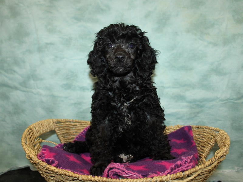 Poodle-Female-Black-4070017-Petland Rome