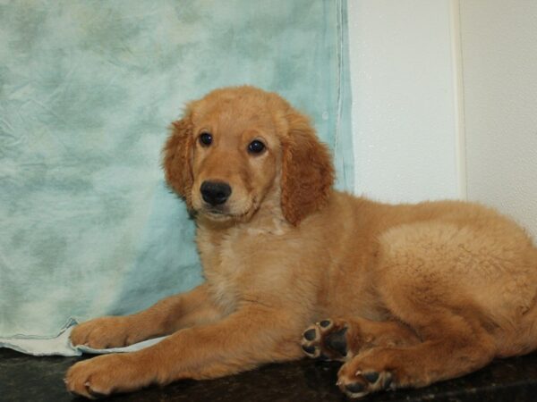 Golden Retriever Dog Male Dark Golden 9742 Petland Rome, Georgia