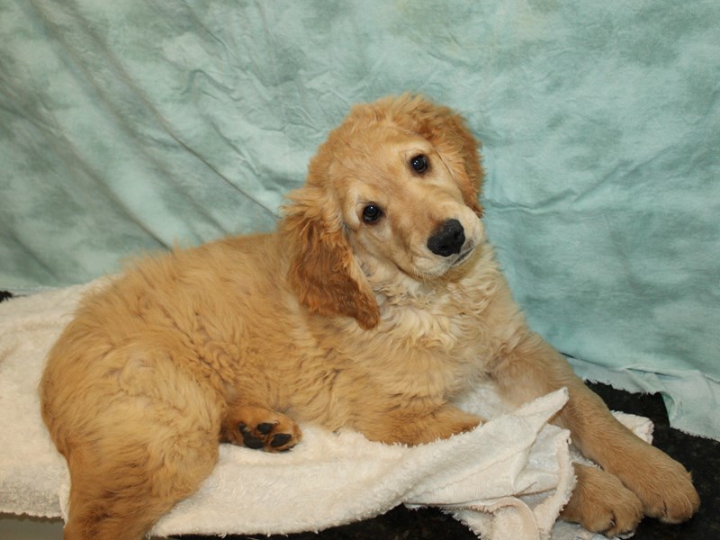 Golden Retriever-Male-Golden-4070076-Petland Rome