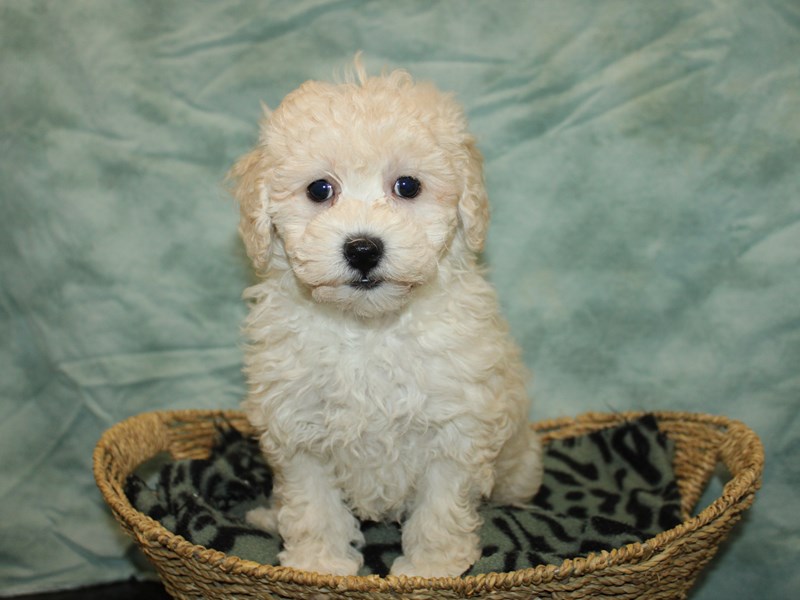 Miniature Poodle-Female-Apricot-4070987-Petland Rome