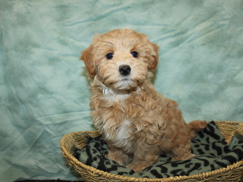 Maltipoo-Male-Red-4070984-Petland Rome