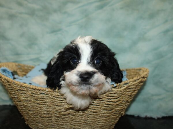 Cavapoo-DOG-Male-Black / White-20905-Petland Rome, Georgia