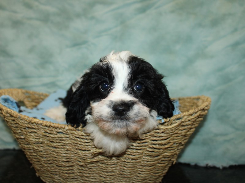 Cavapoo-Male-Black / White-4070982-Petland Rome