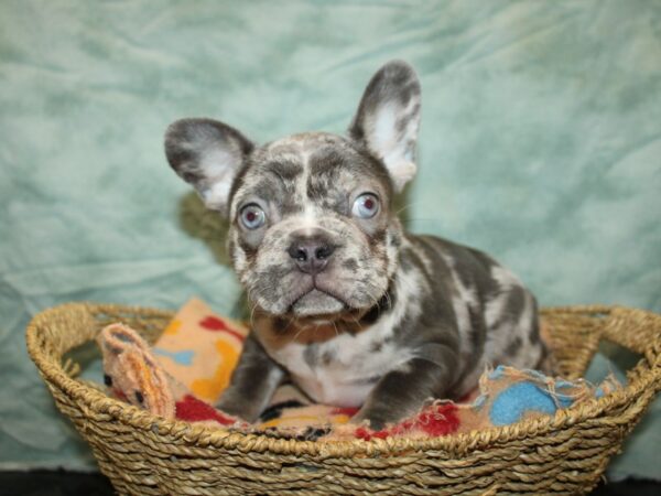 French Bulldog Dog Female Merle 9737 Petland Rome, Georgia