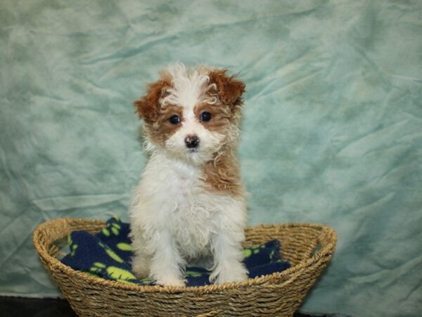 Miniature Poodle Dog Female Red & white parti 20916 Petland Rome, Georgia