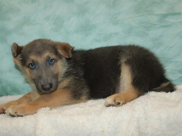 German Shepherd DOG Male Blue & tan 20924 Petland Rome, Georgia