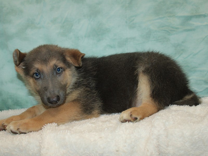 German Shepherd-Male-Blue & tan-4083692-Petland Rome