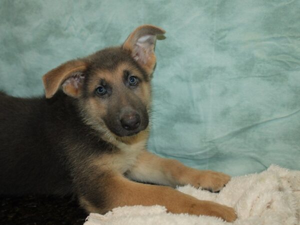 German Shepherd DOG Male Blue & tan 9749 Petland Rome, Georgia