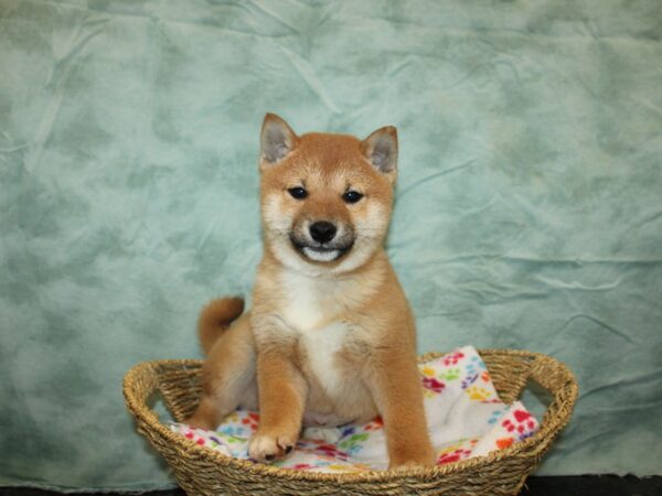 Shiba Inu-Dog-Male-Red-9746-Petland Rome, Georgia