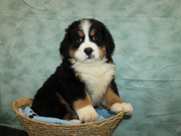 Bernese Mountain Dog DOG Male Black White / Tan 20920 Petland Rome, Georgia