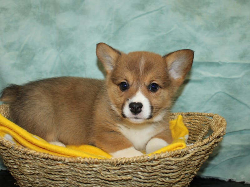 Pembroke Welsh Corgi-Male-Red / White-4083231-Petland Rome