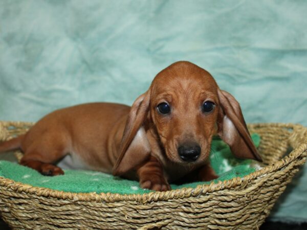 Dachshund Dog Female Red 20926 Petland Rome, Georgia