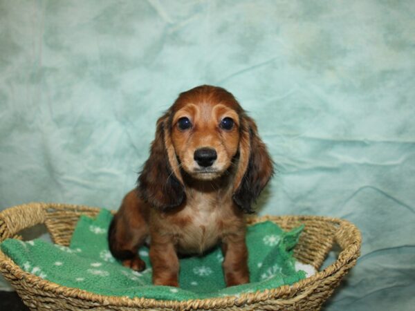 Dachshund-Dog-Female-Sable-20927-Petland Rome, Georgia