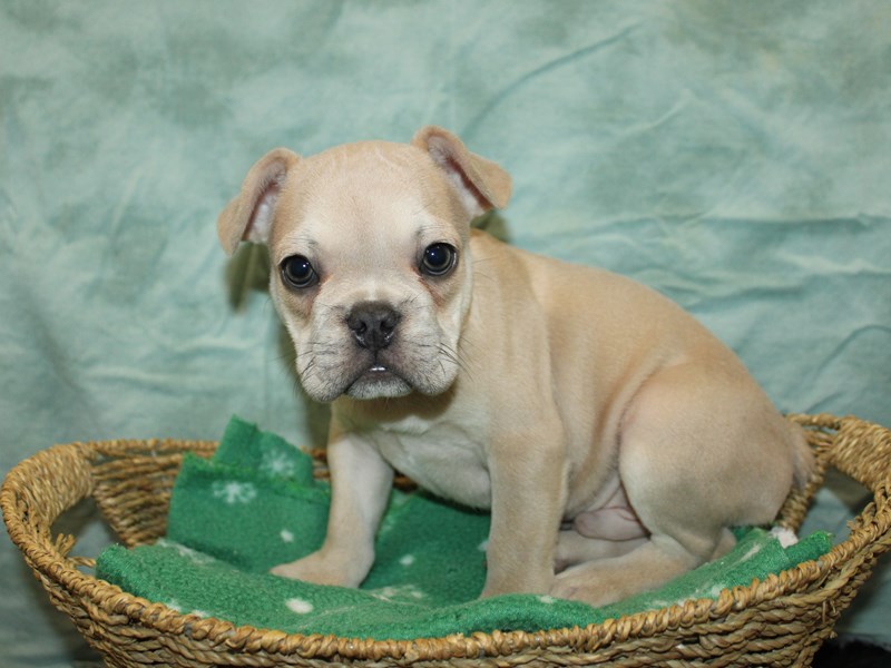 French Bulldog-Male-Cream-4083856-Petland Rome