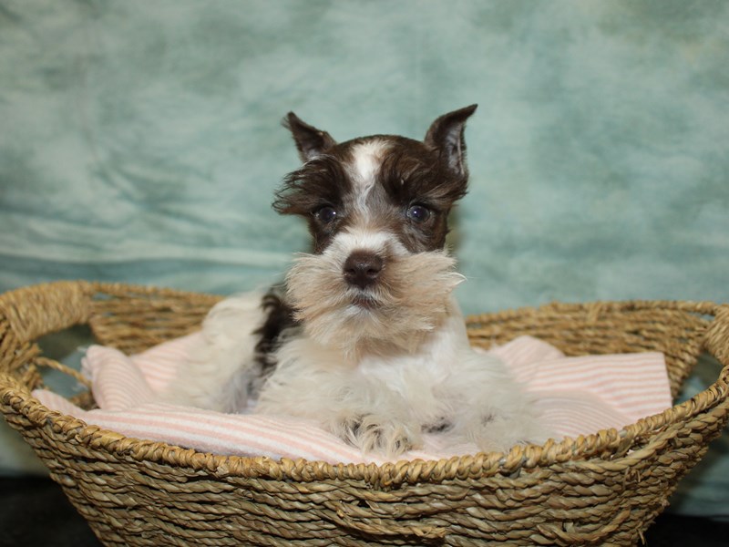 Miniature Schnauzer-Male-Chocolate / White-4091250-Petland Rome