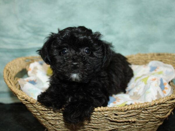 Yorkiepoo Dog Male 20938 Petland Rome, Georgia