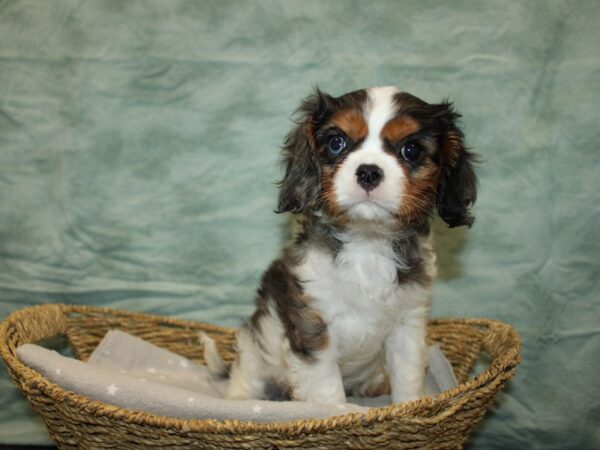 Cavalier King Charles Spaniel-Dog-Female-Blue merle-20943-Petland Rome, Georgia