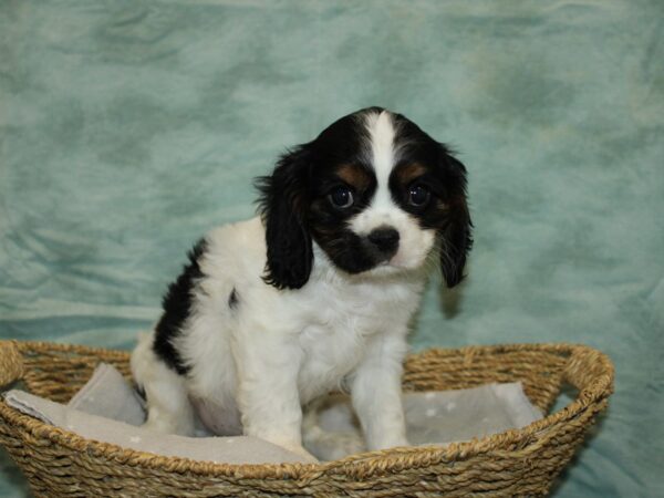 Cavalier King Charles Spaniel Dog Male Tri 9755 Petland Rome, Georgia