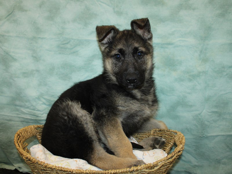German Shepherd Dog-Female-Black / Tan-4091248-Petland Rome