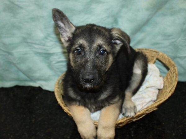 German Shepherd Dog DOG Male Black / Tan 9757 Petland Rome, Georgia